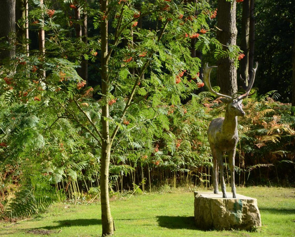 Hollicarrs - Forest Retreat Lodge